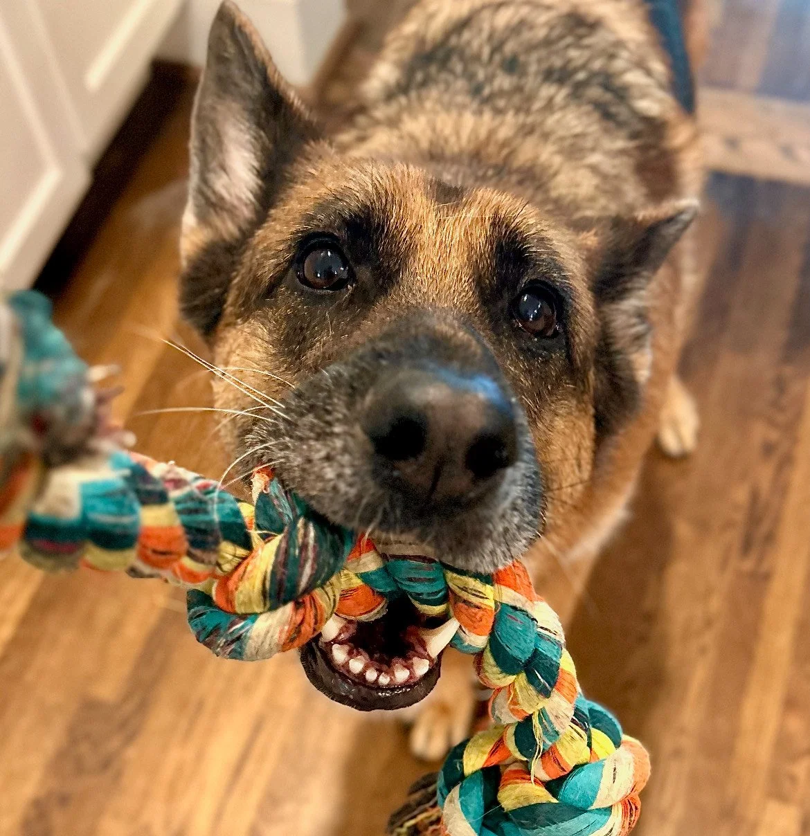 Asha - Check-In Client