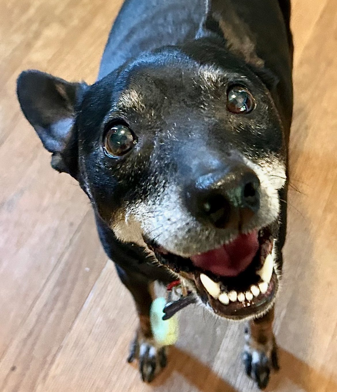 Fig - In-Home Boarder