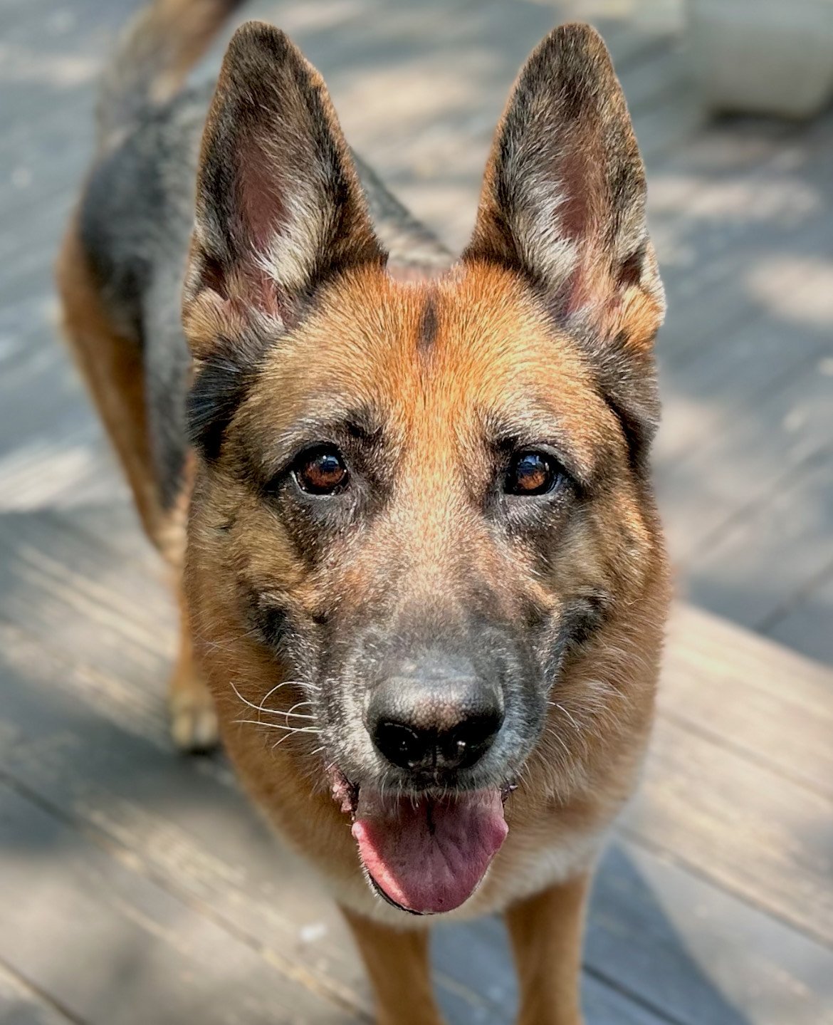 Asha - Check-In Client