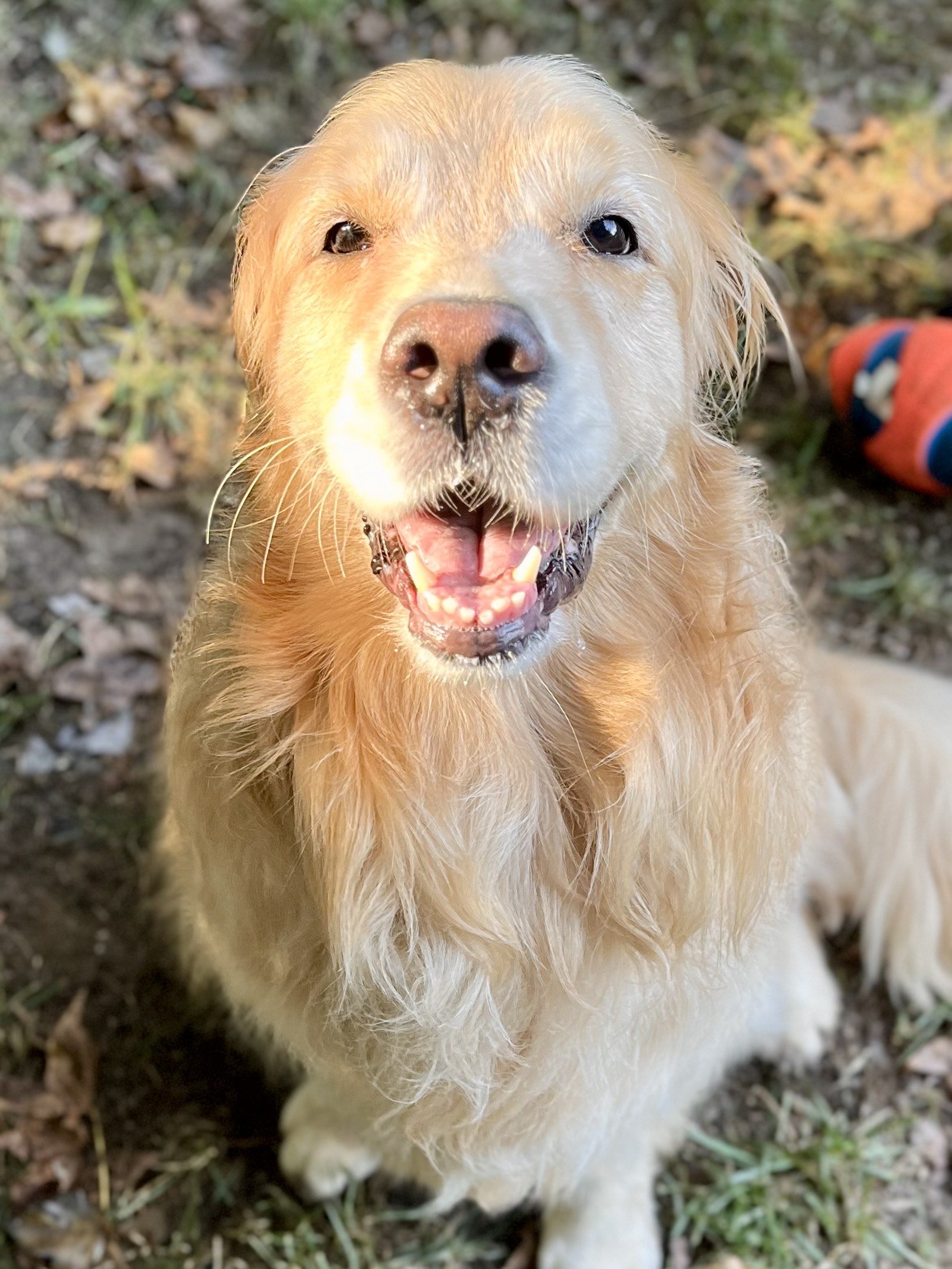 Quincy - Boarder/PackPlay