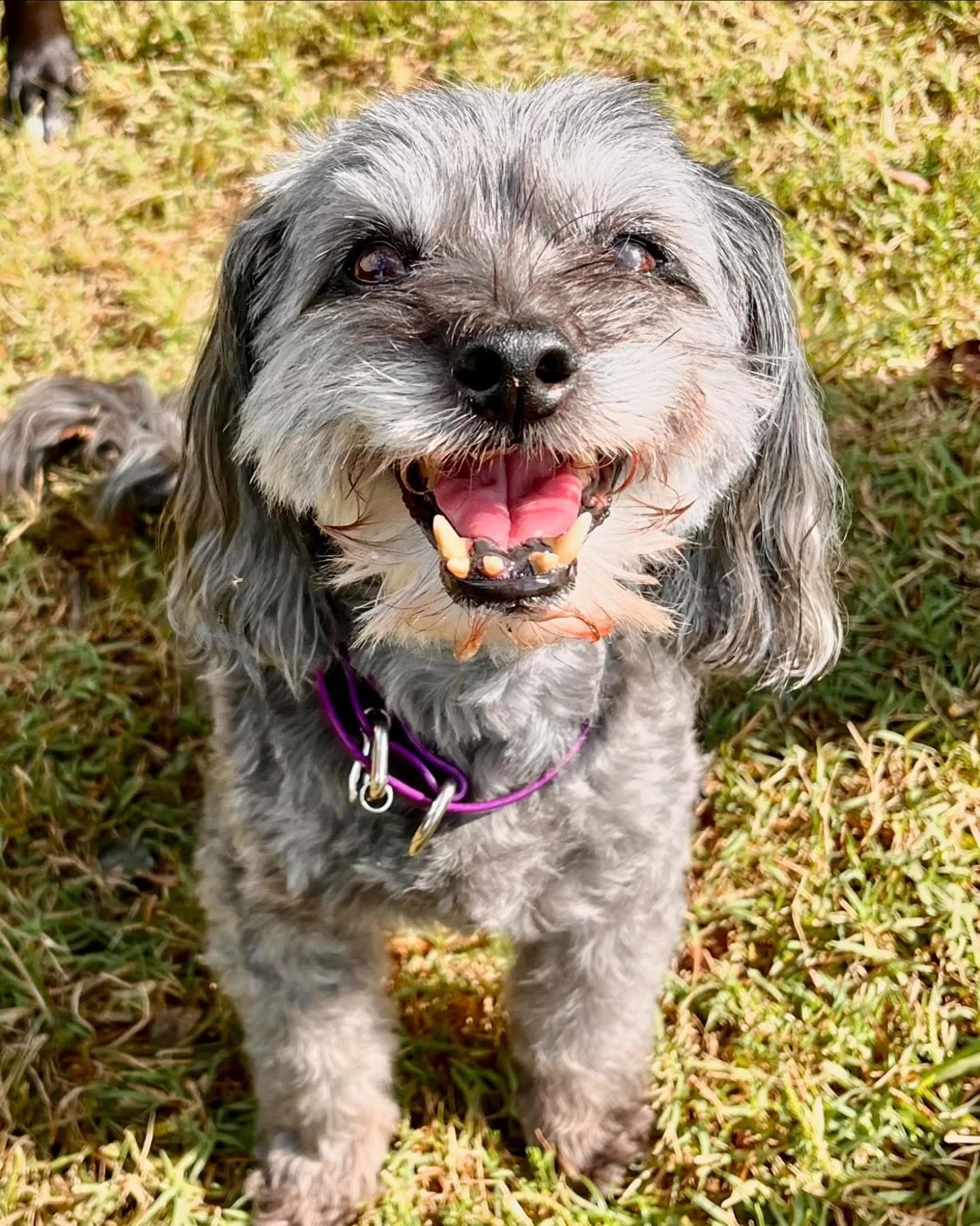 Zoe - Boarder/PackPlay