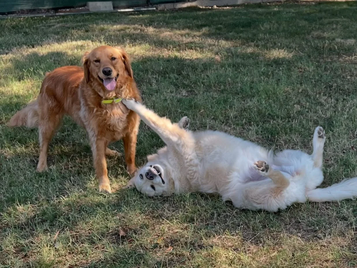 Remy &amp; Scout - PackPlay