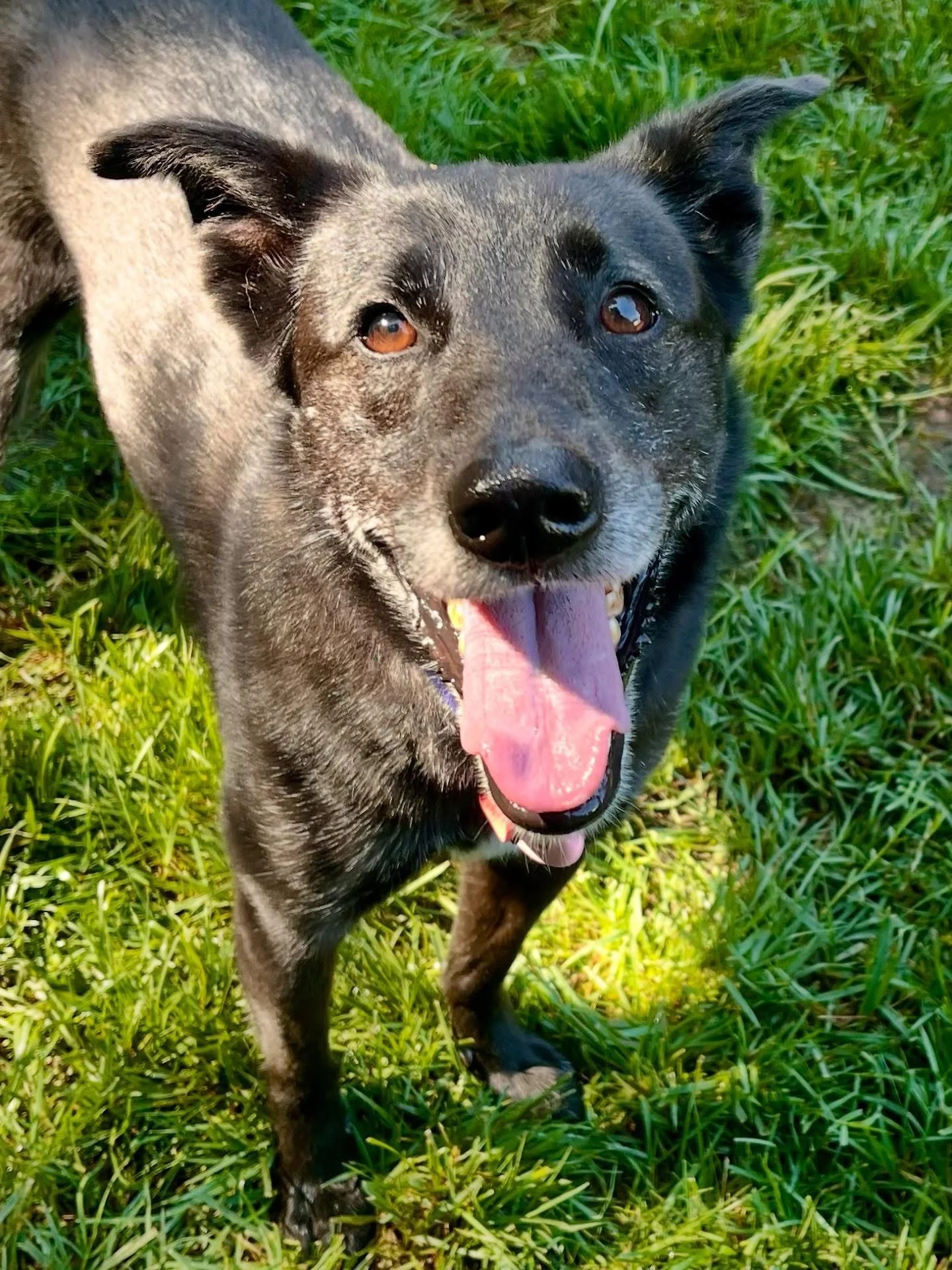 Ally - In-Home Boarder/PackPlay