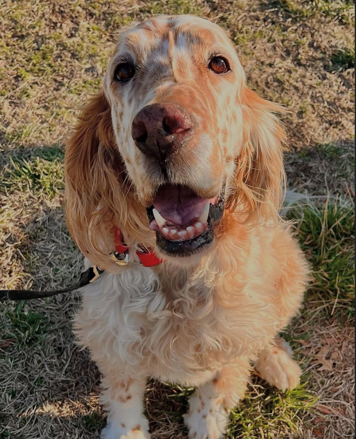 Truman - Boarder/PackPlay