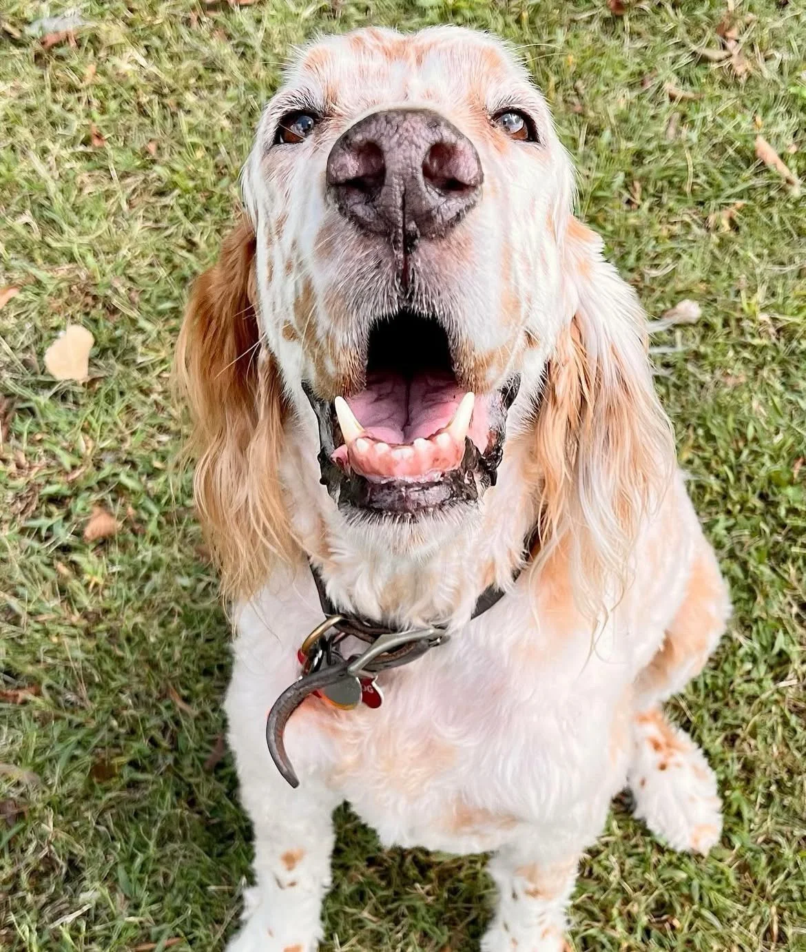 Truman - Boarder/PackPlay