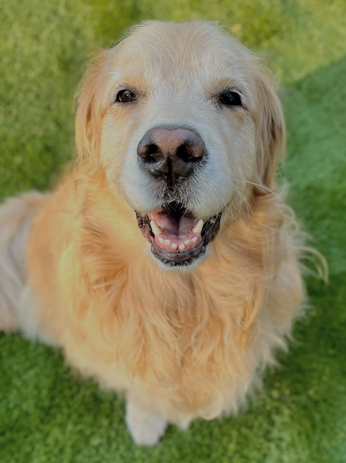 Quincy - In-Home Boarder/PackPlay