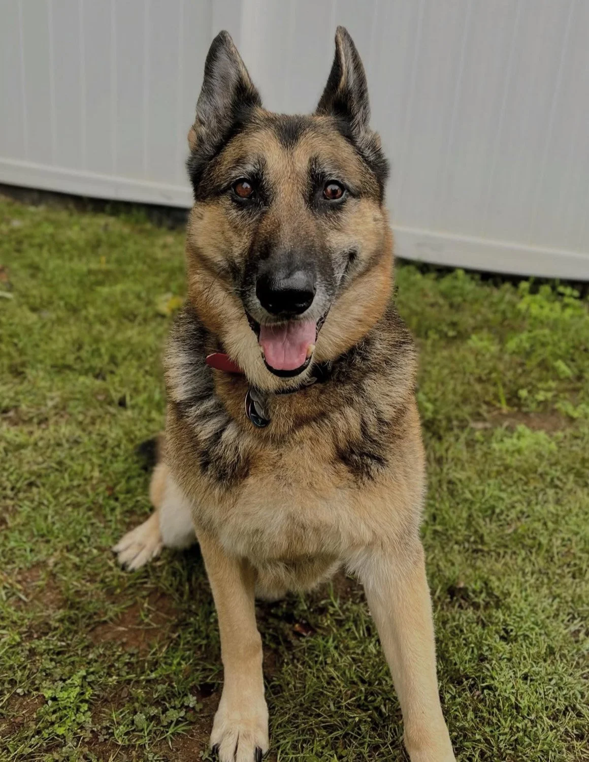 Cooper - Boarder/PackPlay