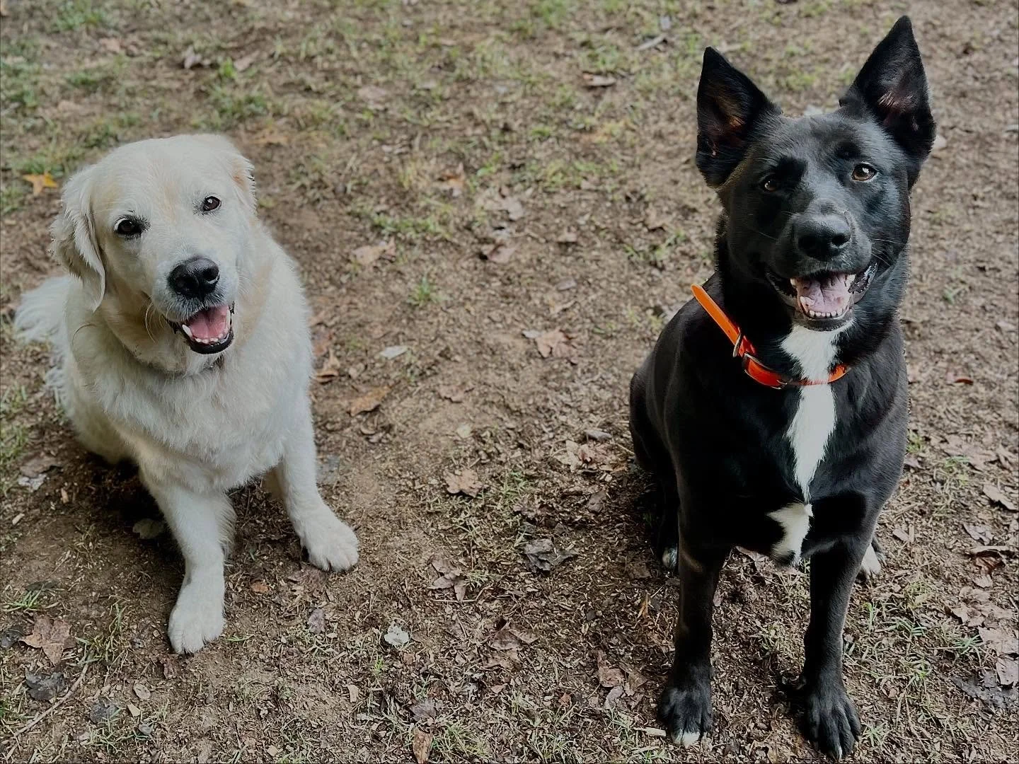 Raven &amp; Oscar - PackPlay