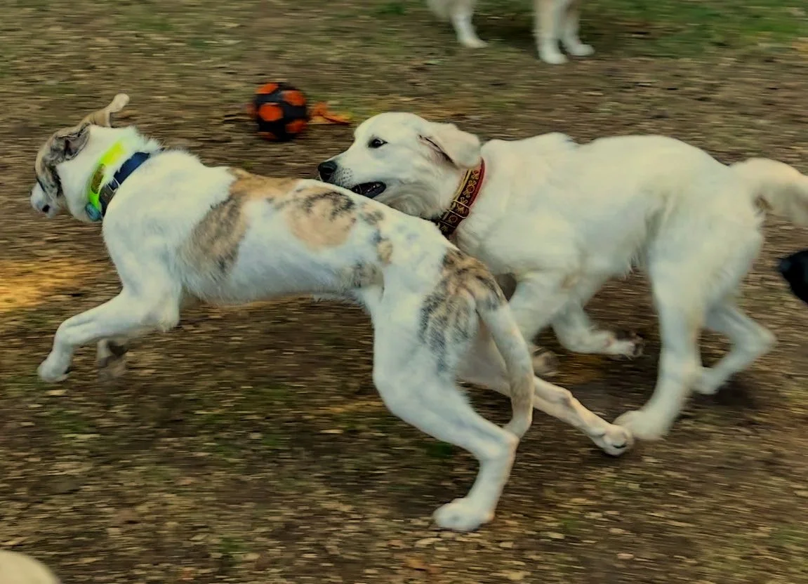 Oscar &amp; Chester - PackPlay