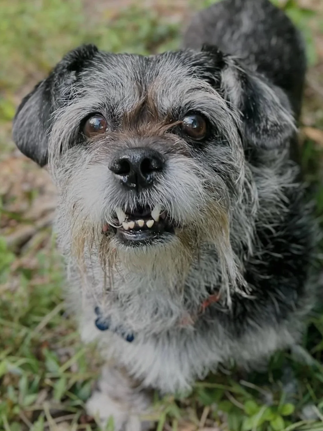 Biscuit - In-Home Boarder