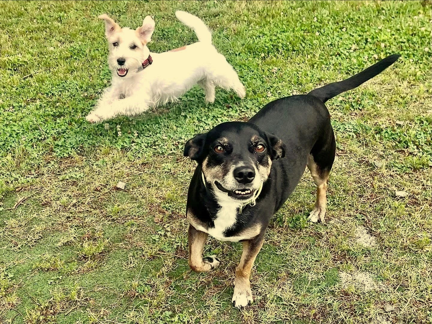 Niles &amp; Andy - PackPlay