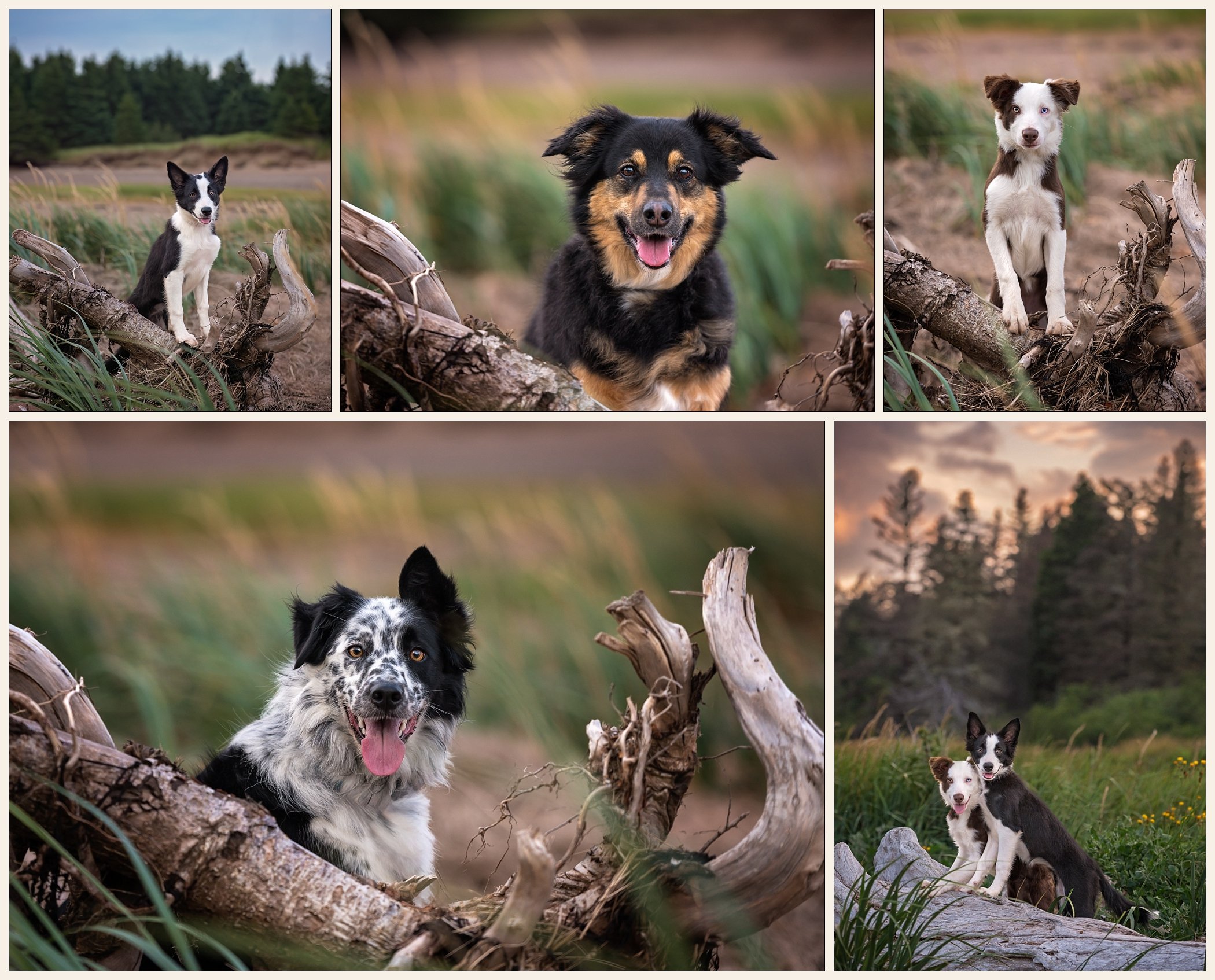 Border Collies with driftwood on the beach on the Bay of Fundy in NB.