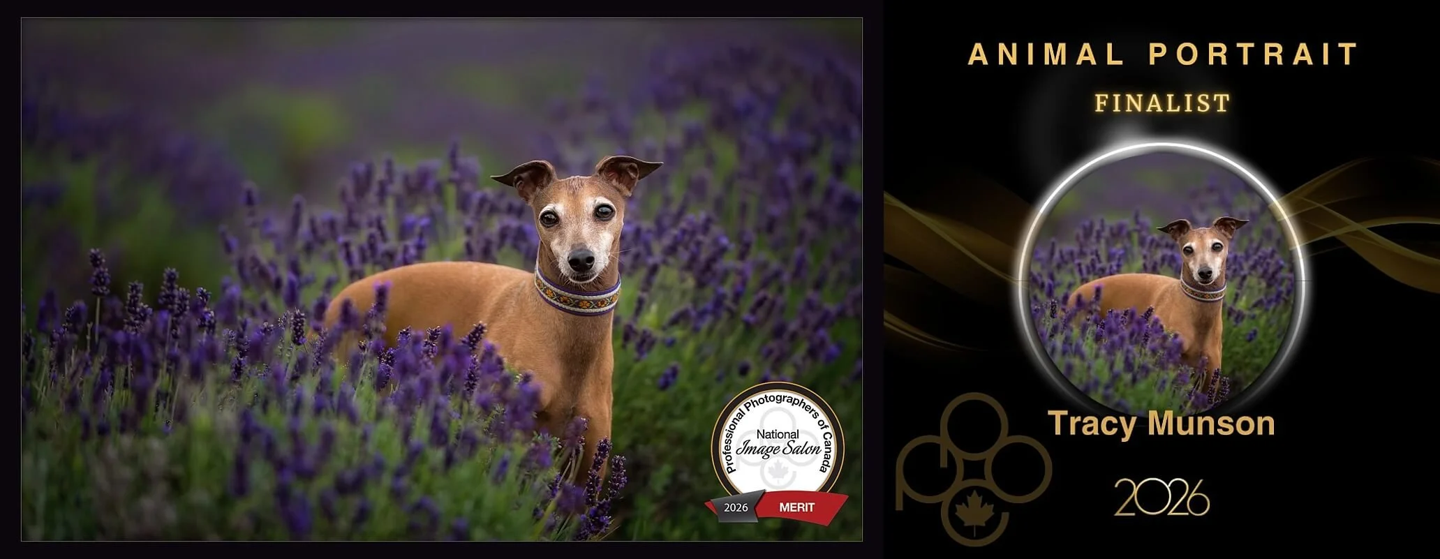 A photo of Italian greyhound in a lavender field, near Bouctouche, NB that scored Merit in the PPOC National Image Competition, and is a finalist for Best in Class for Animals.