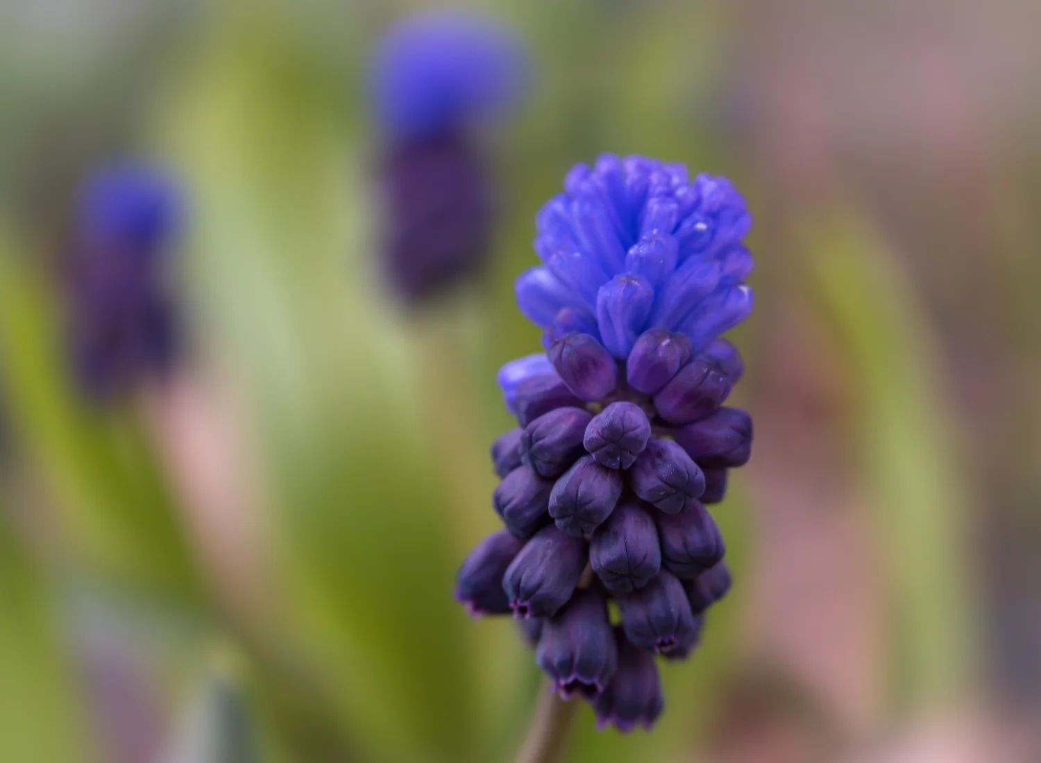Grape Hyacinth