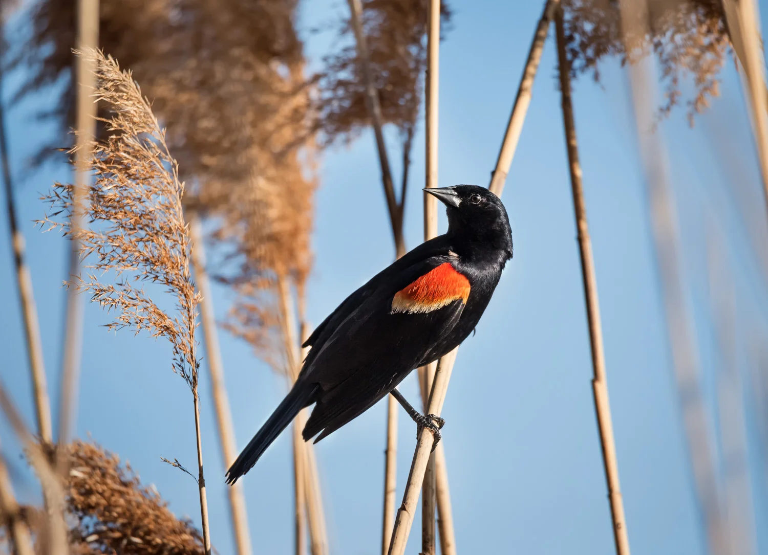 Red Winged Blackbird
