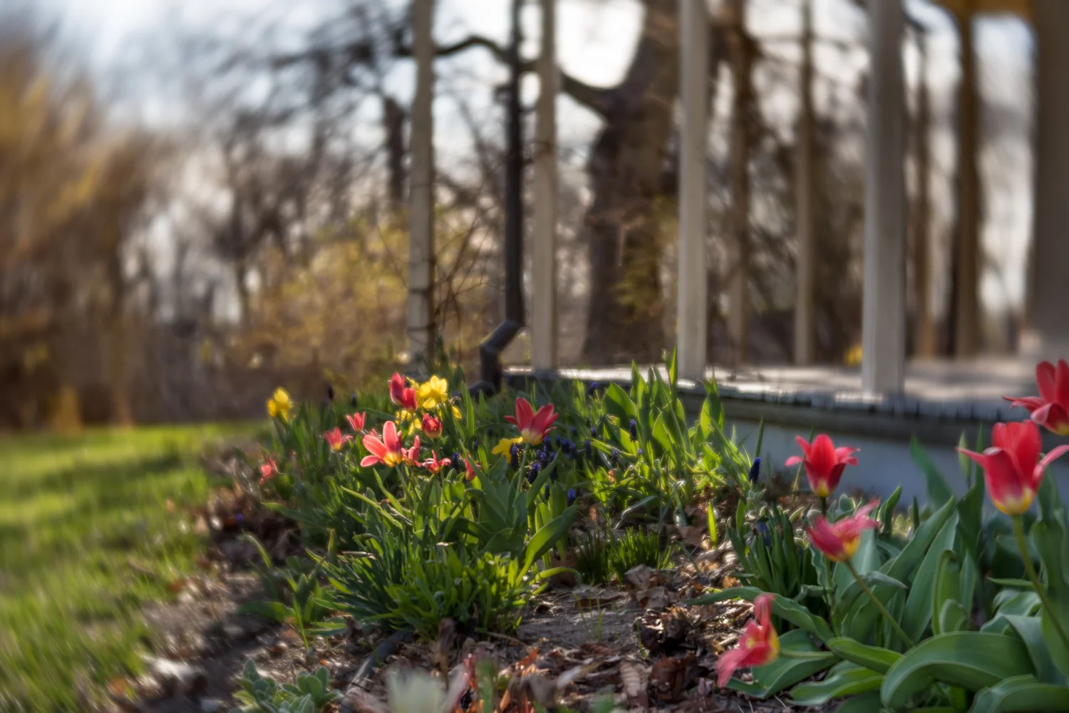 Tulips at Colbourne Lodge