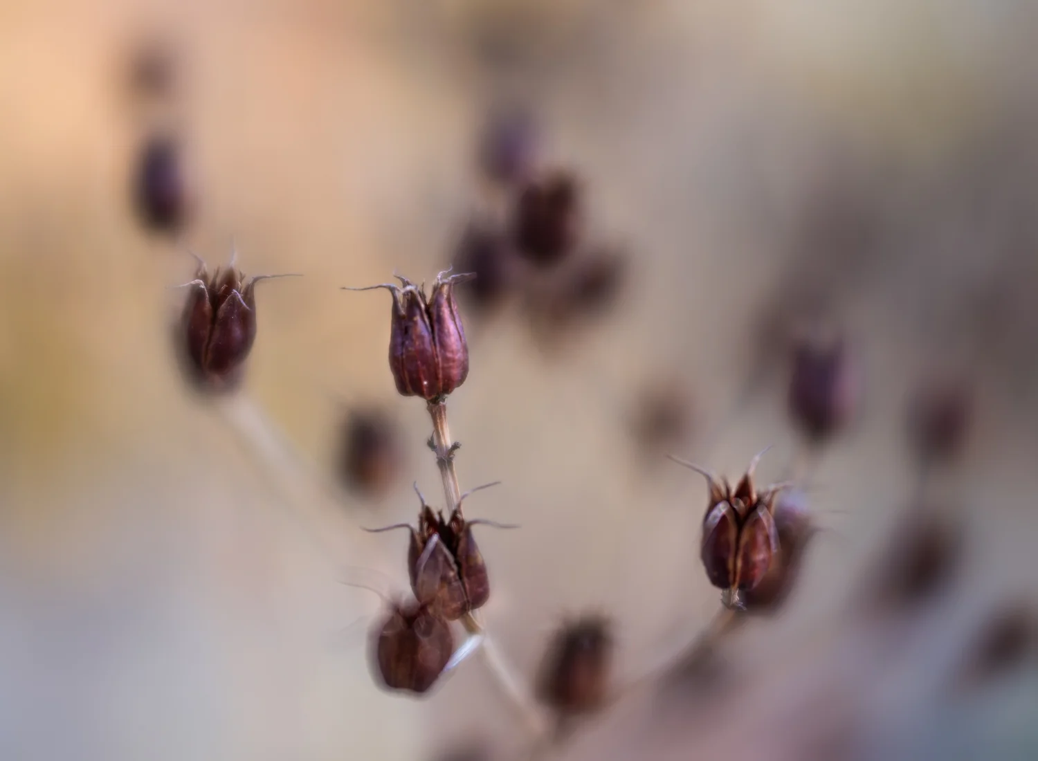 Dried Seed Pods