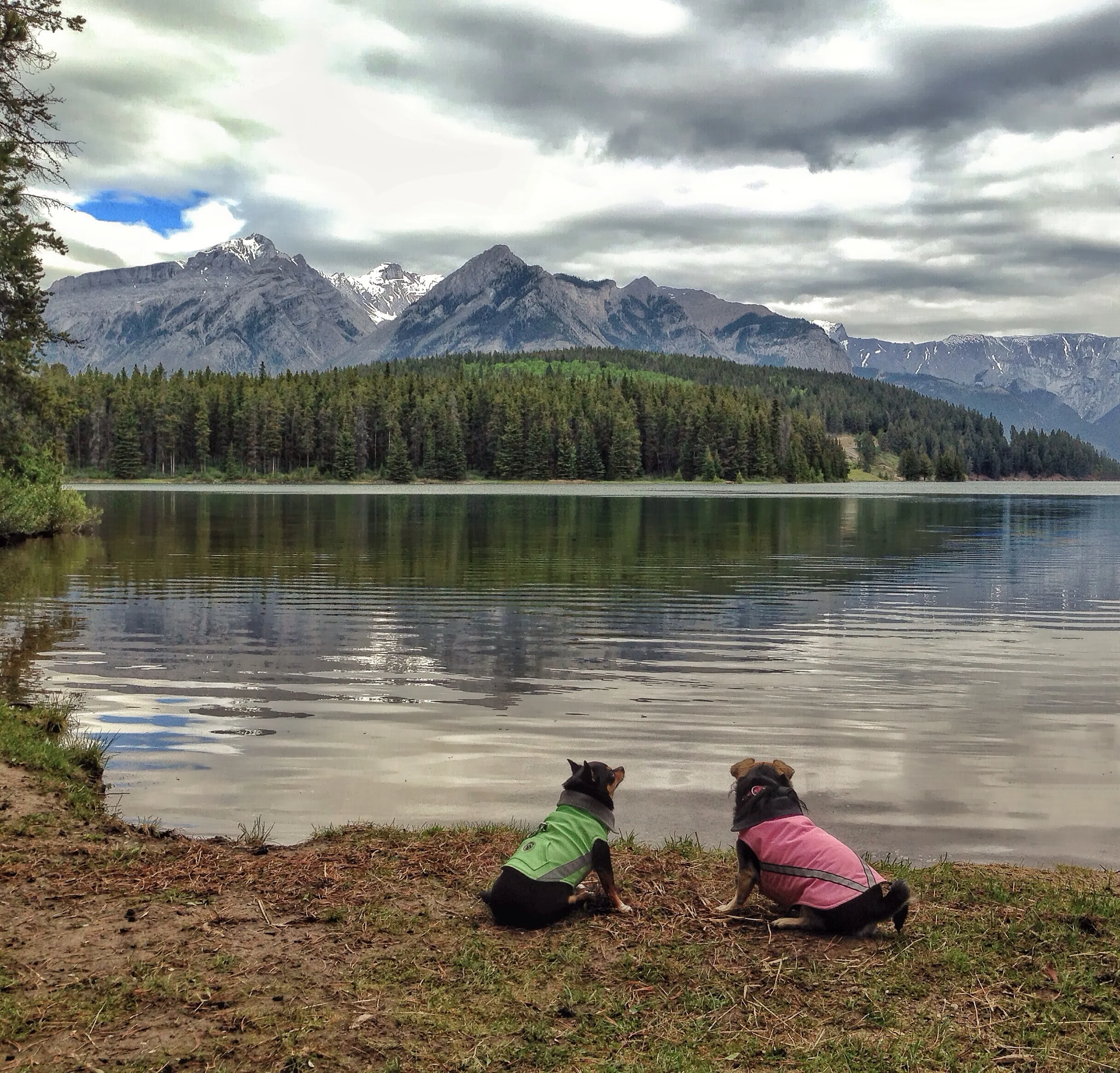 Travel with Dogs - Banff