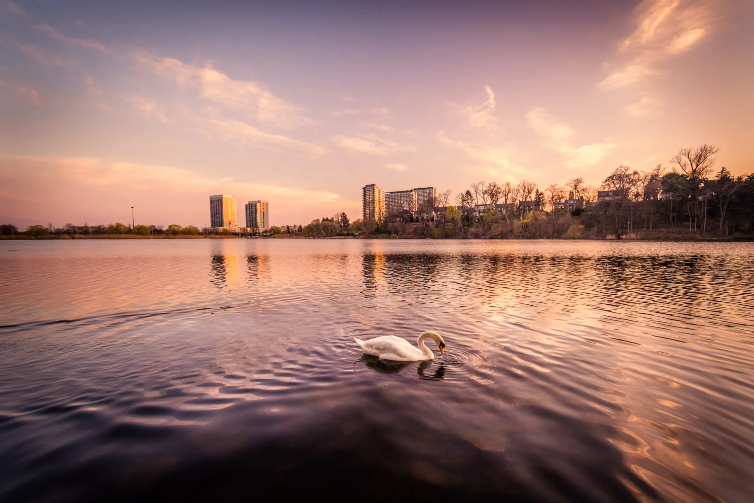Swan on the Pond