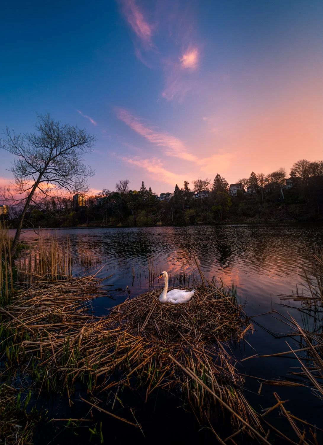Nesting Swan