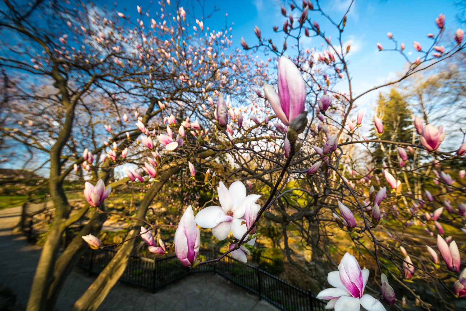High Park Magnolias