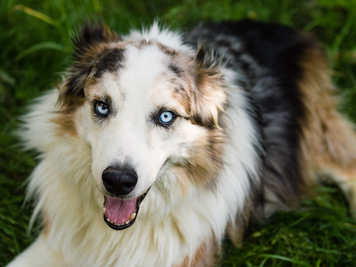 dogs-1-of-2.jpg