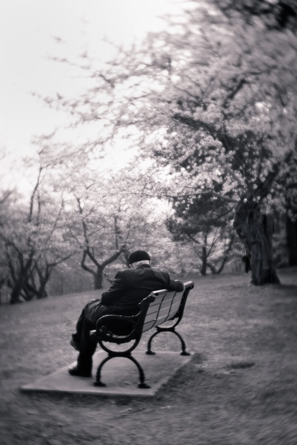 An elderly gentleman sits on a park bench and enjoys the cherry blossoms in High Park, Toronto.