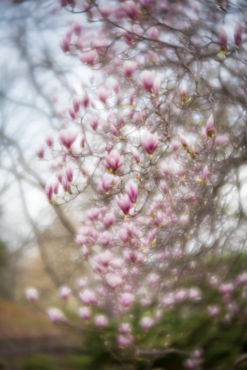 A soft and dreamy photo of magnolia blooms, taken with the lensbaby velvet 56 lens.