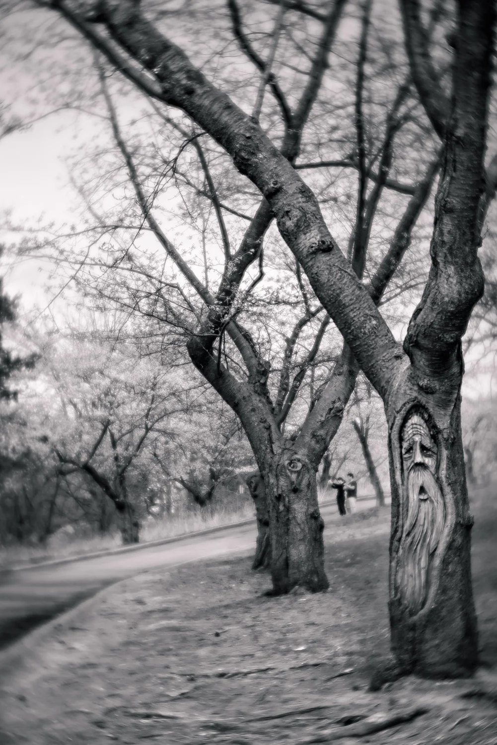A carving of a face in the trunk of a cherry tree in High Park, Toronto.