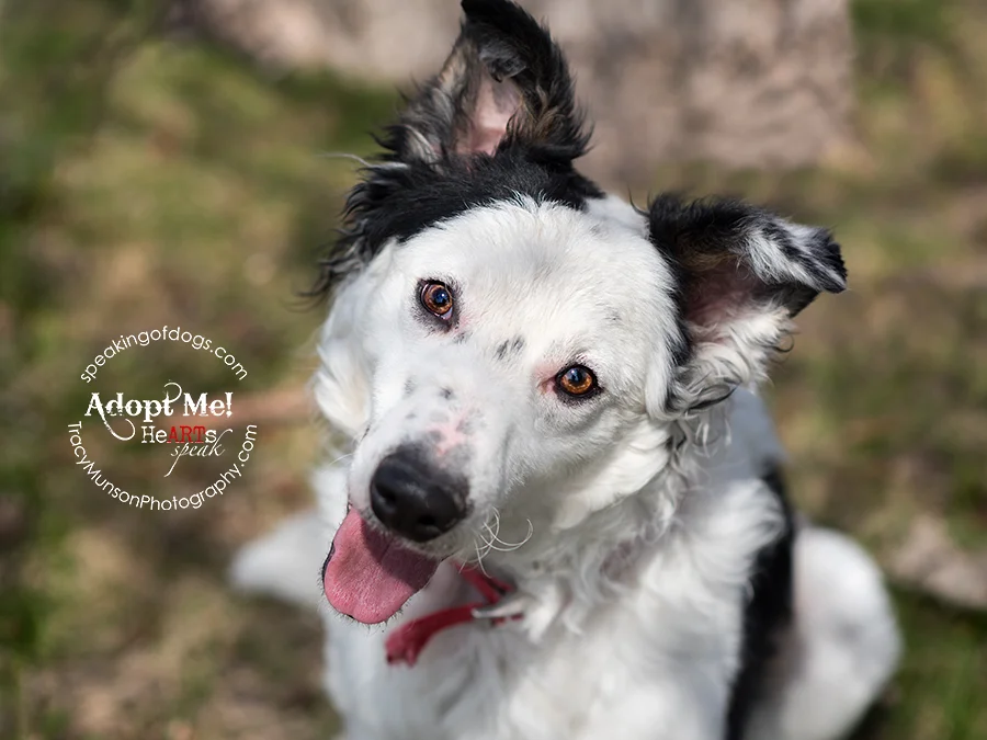 speaking of dogs rescue