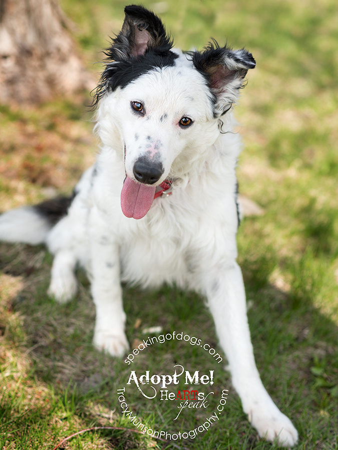Chex is a rescue dog available in the GTA through Speaking of Dogs Rescue.