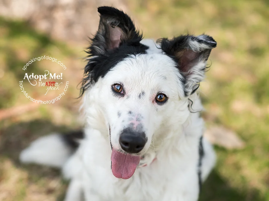 Chex is a rescue dog available in the GTA through Speaking of Dogs Rescue.