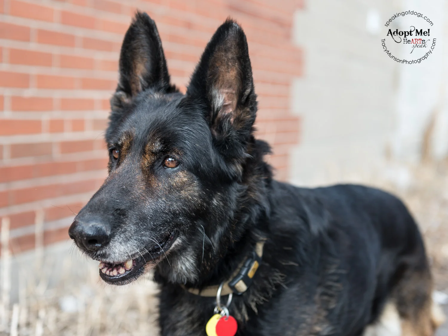 Champ is a mature German Shepherd dog and a true lady. She is seeking a home in the Greater Toronto Area.