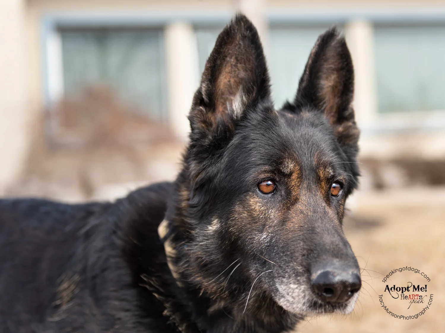 Still a beauty, at 11 years young...we should all be so lucky!