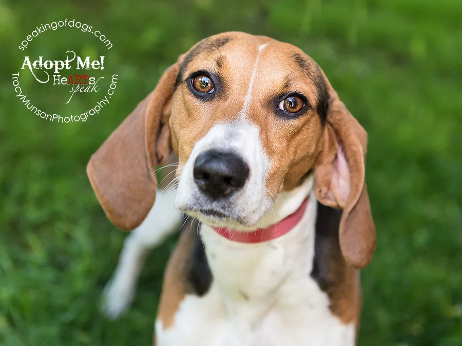 The soulful eyes of a hound