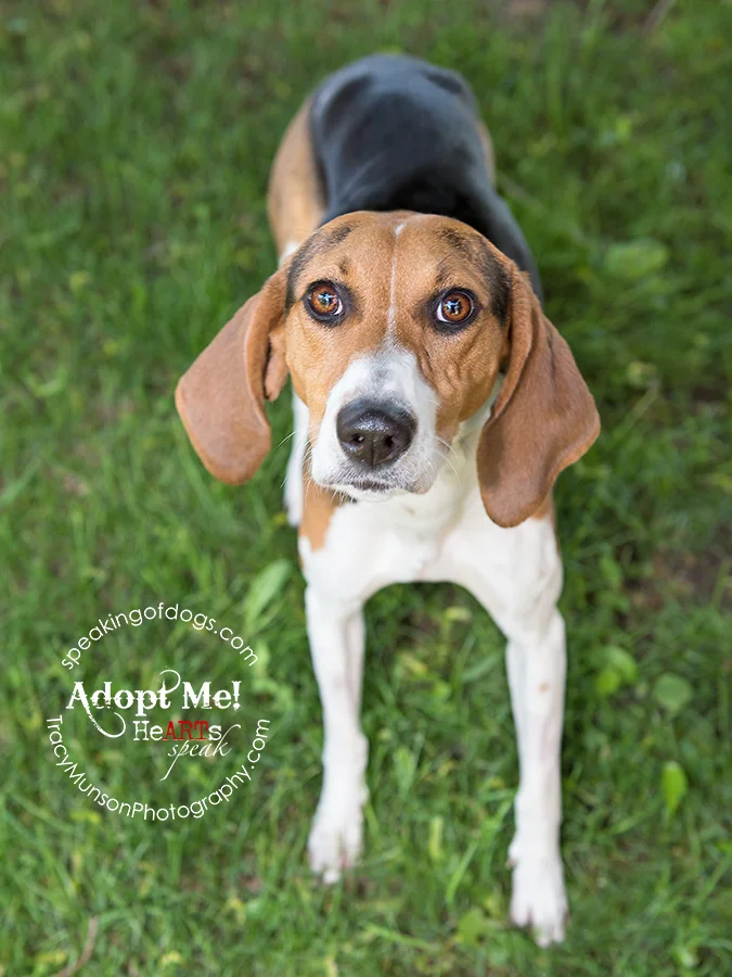 Foxy lady foxhound looking for love in the GTA!