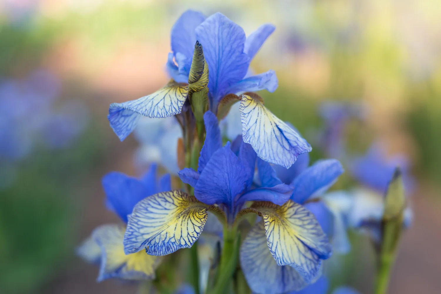 Blue and Yellow Iris