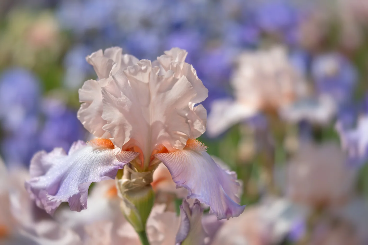 Iris in Pastels