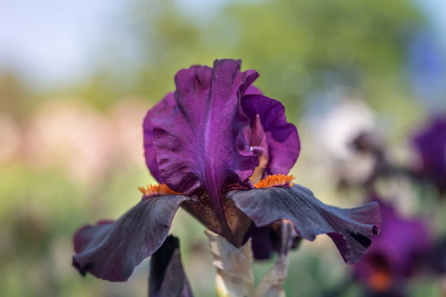 Purple Iris