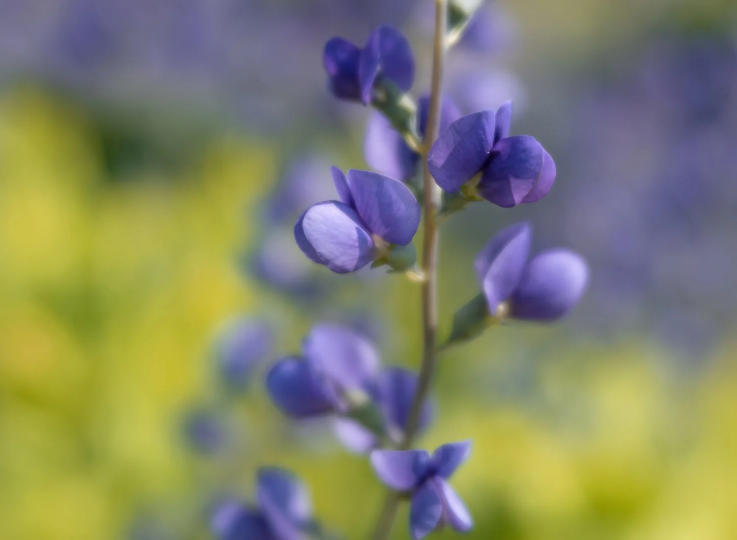 False Indigo
