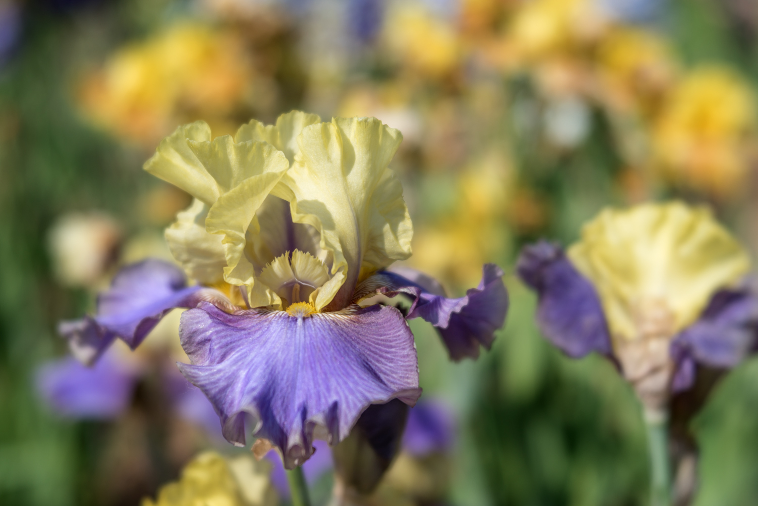 Purple and Yellow Iris
