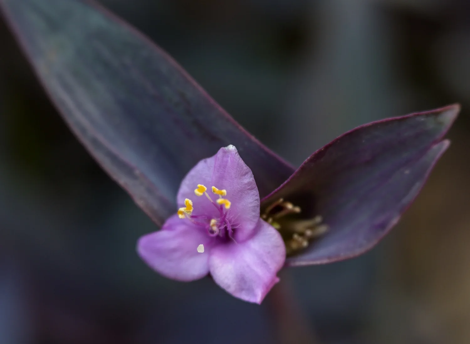 Spiderwort