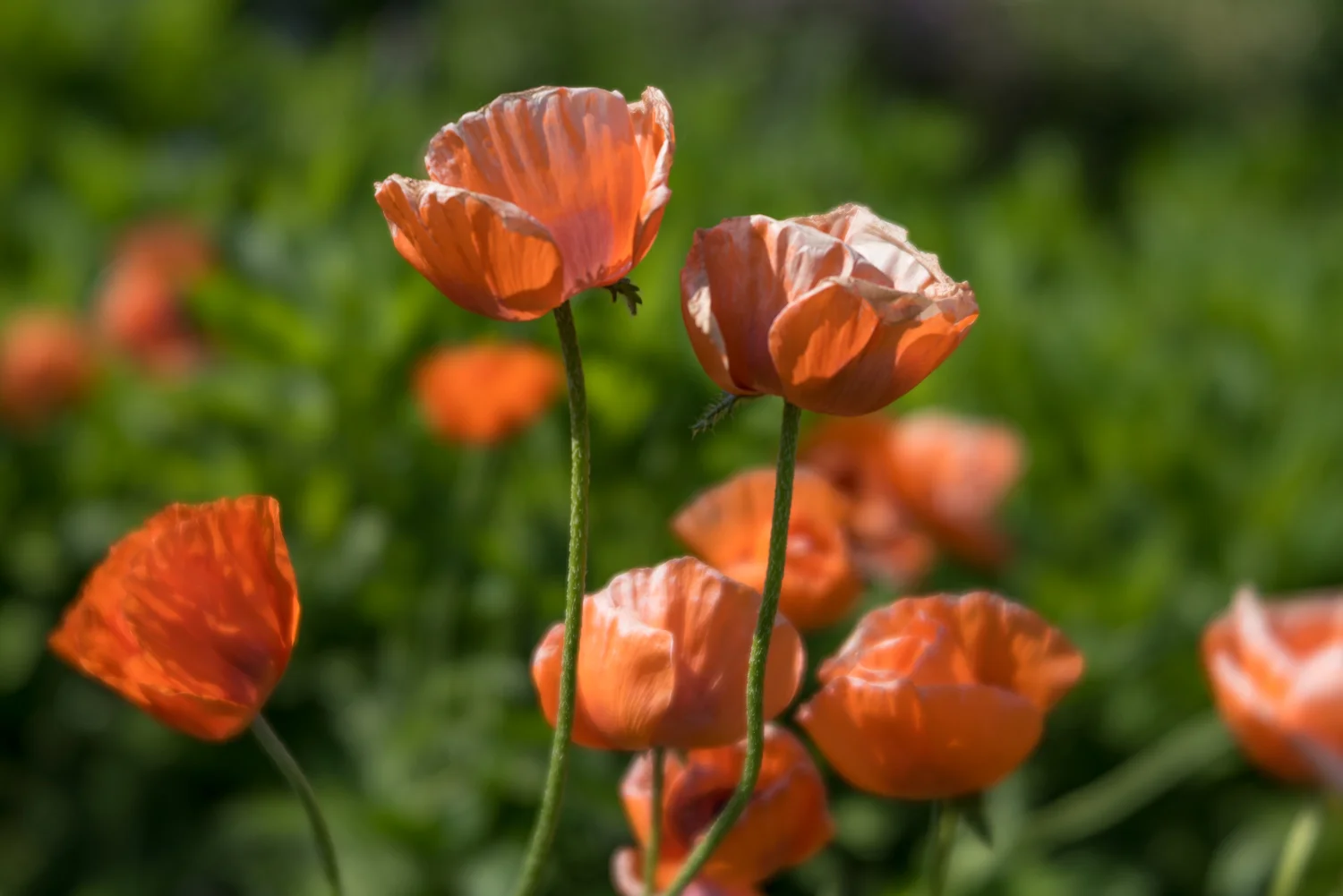 Poppies