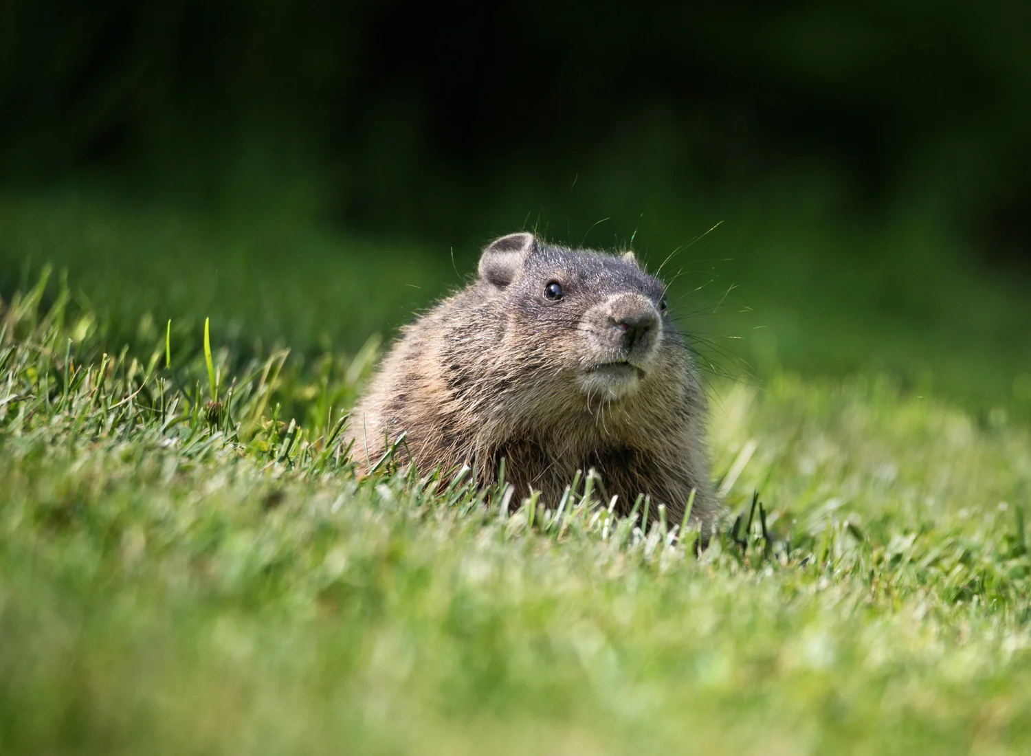 Baby groundhog