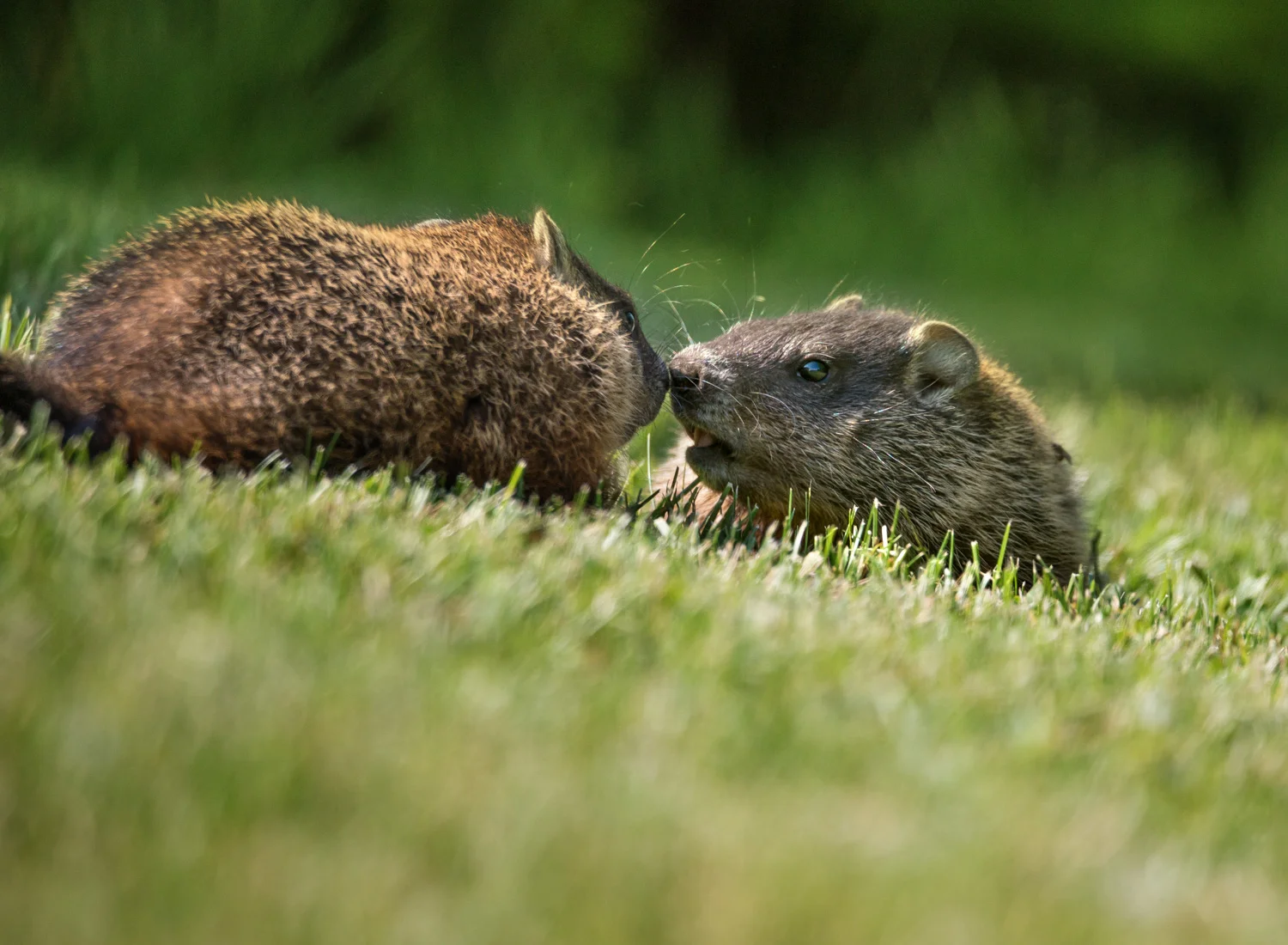 Groundhog Kisses