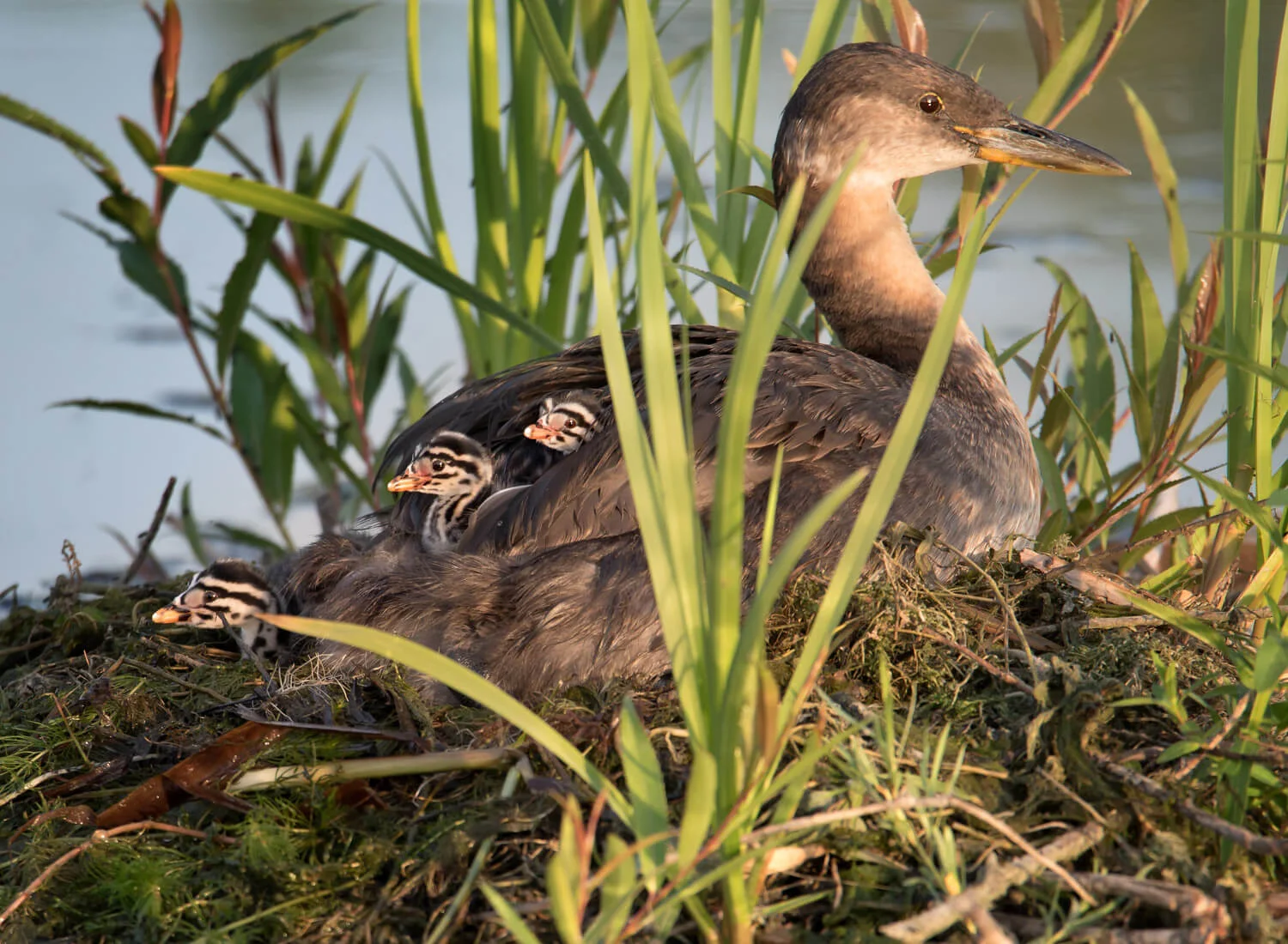 Grebe and chicks