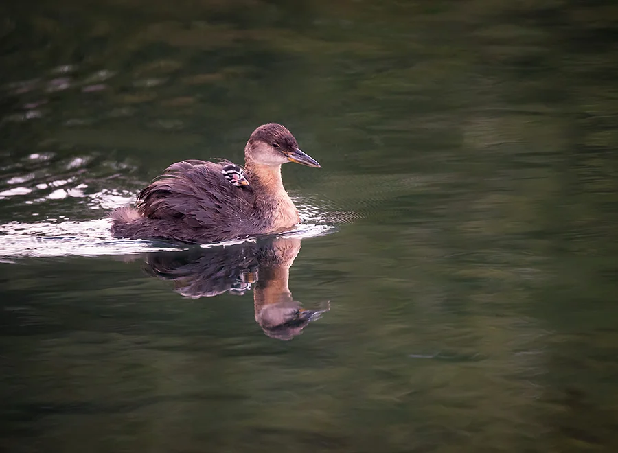 Grebe and Chick