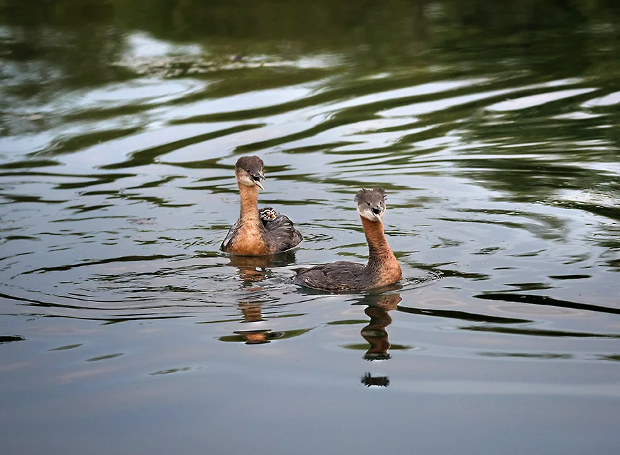 Edna and Eugene