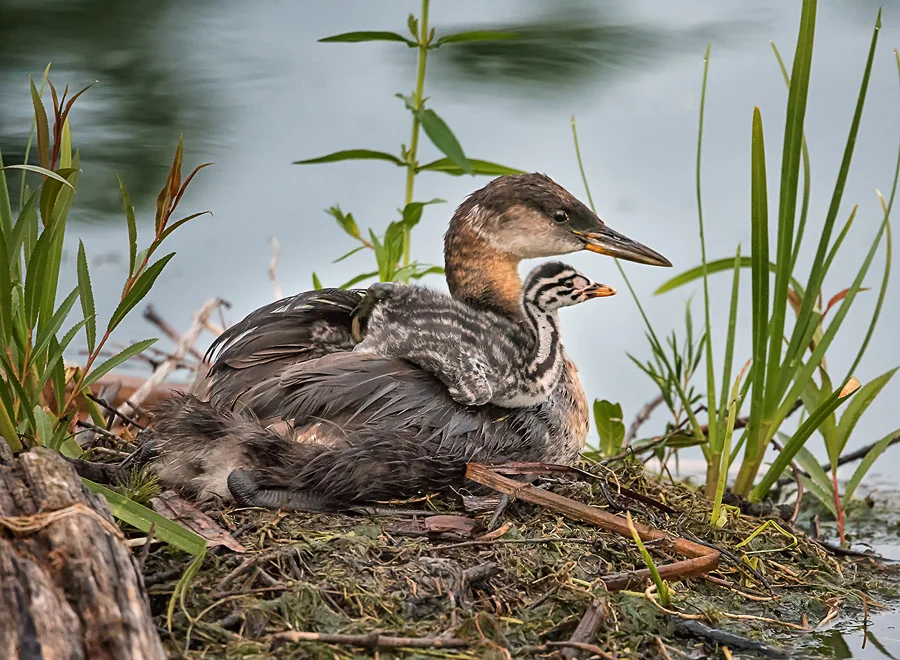 Mom and First Hatched