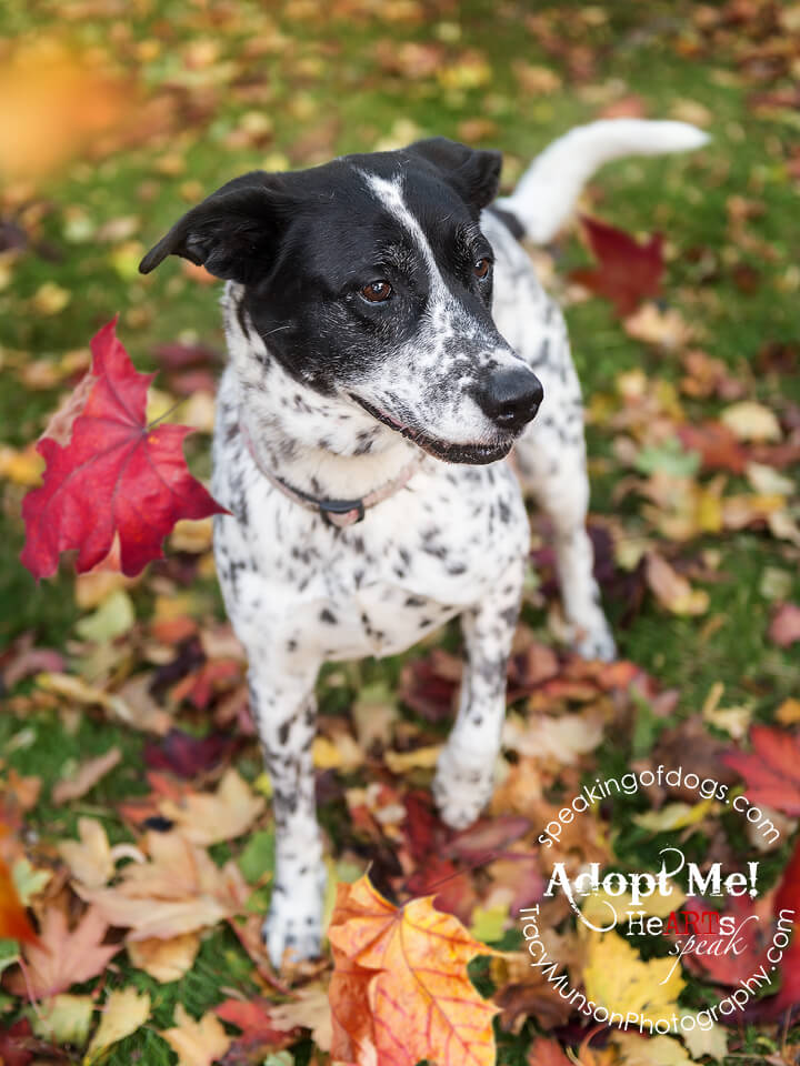 Being a Pointer